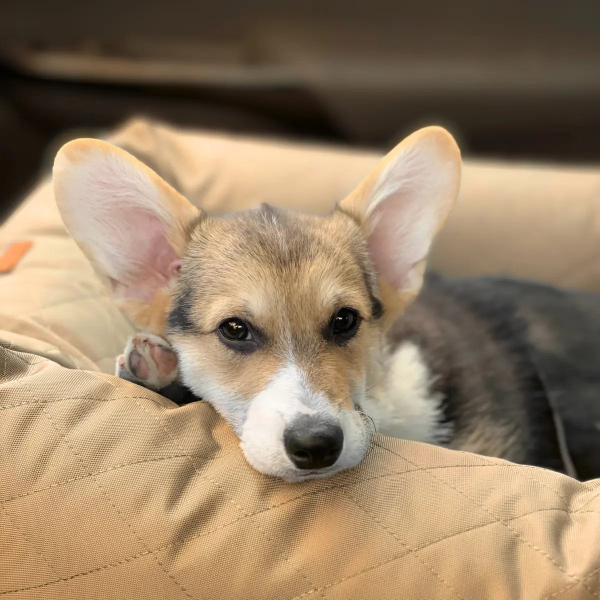 Puppy Culture: Wie wir unsere Welpen auf ihr zukünftiges Leben vorbereiten
