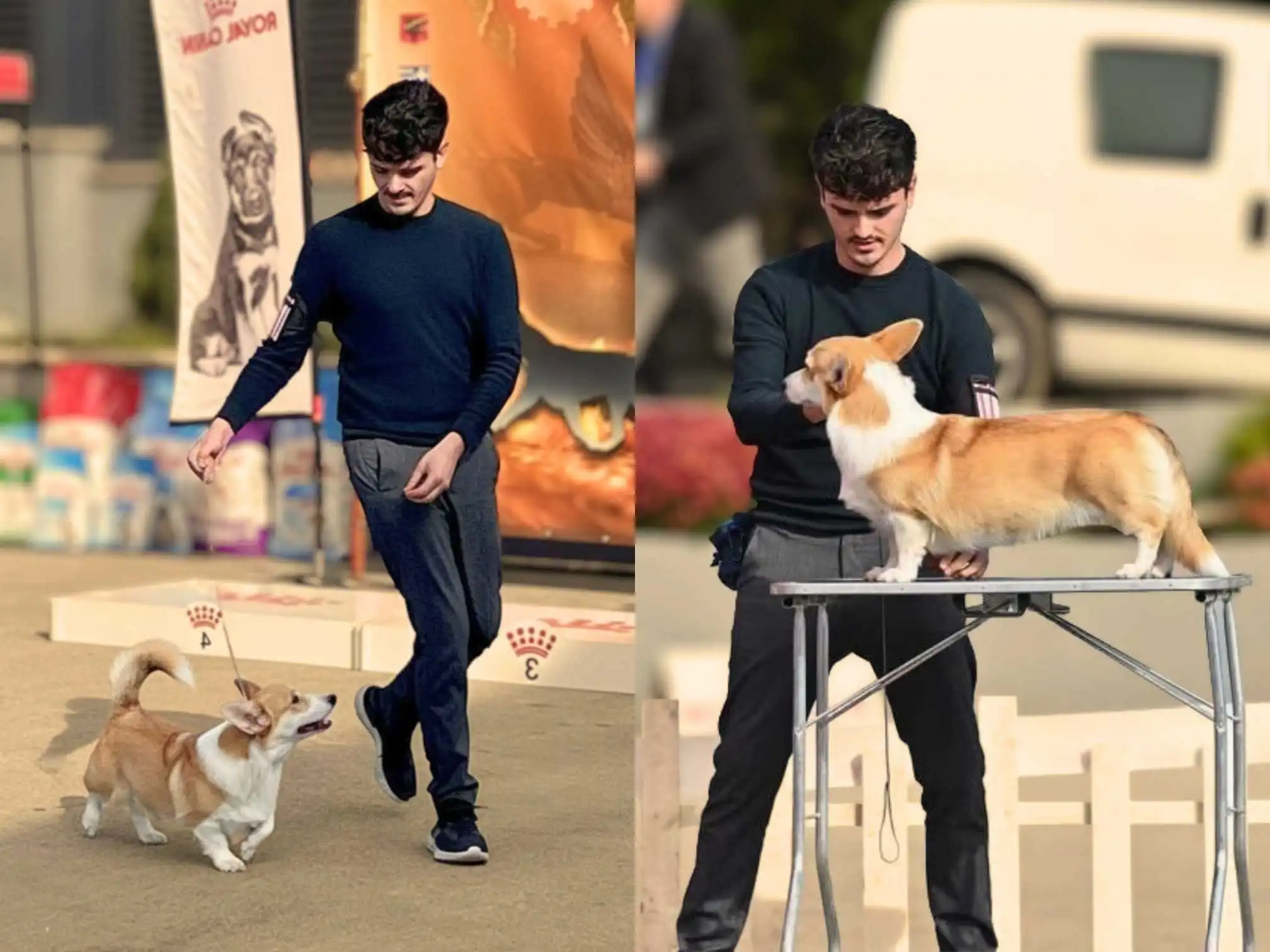 Corgi Coco auf einer Hundeaustellung im trab und auf dem Tisch