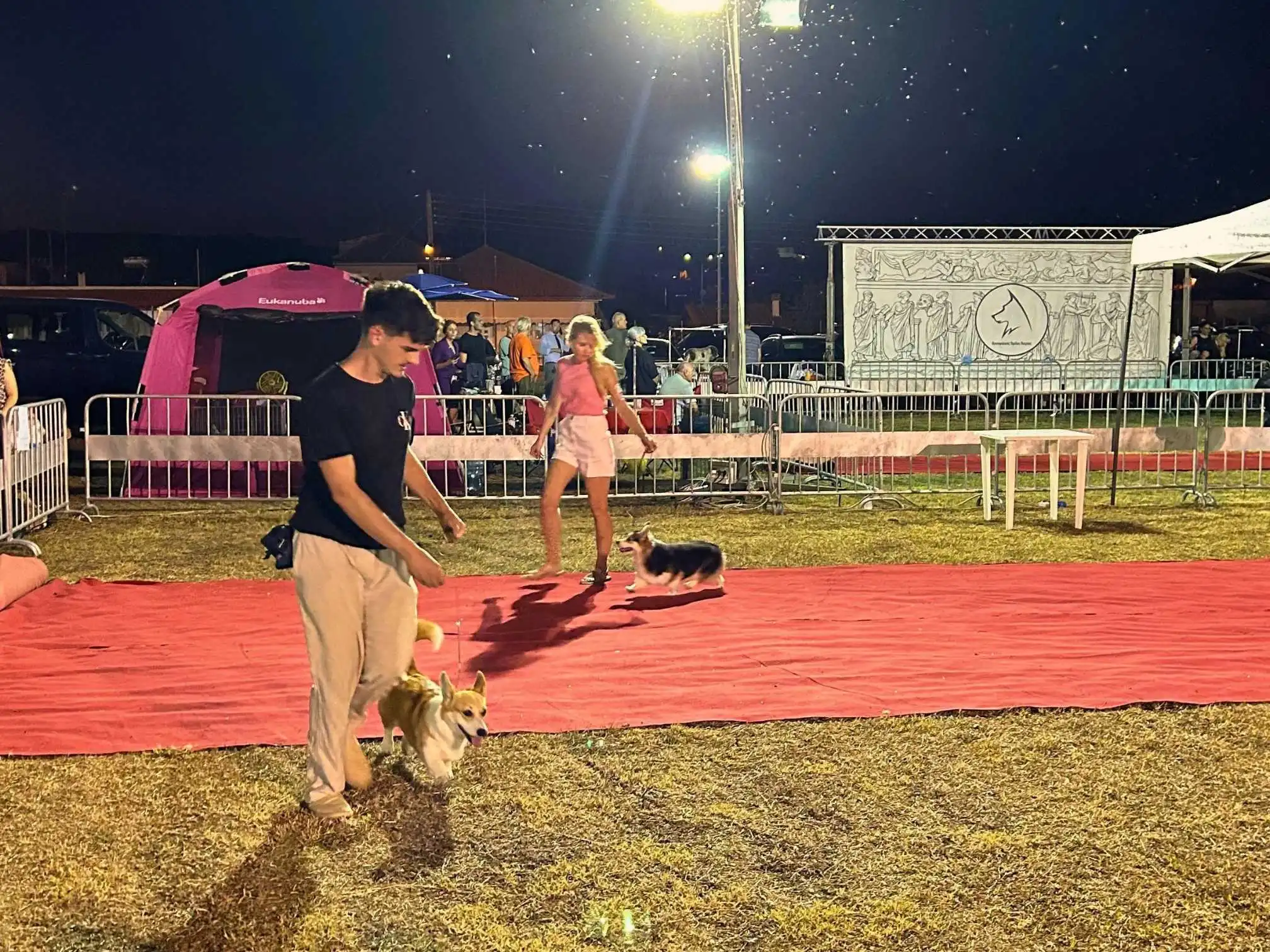 Welsh Corgi Pembroke Coco im Ring auf einer Nachtaustellung mit der Züchterin ihres Vaters