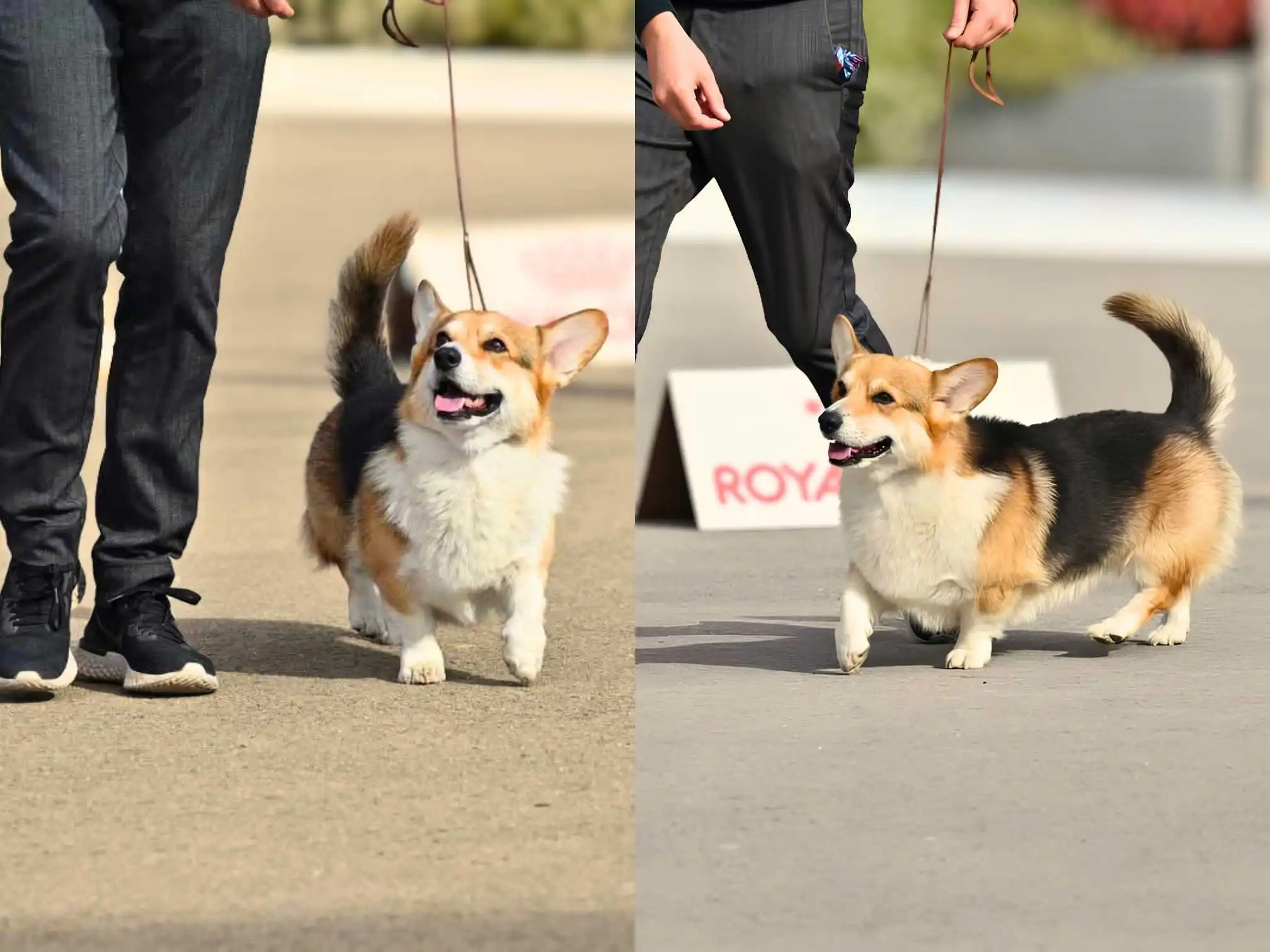 Corgi Koda im Ring auf einer Hundeaustellung freudig mit der Rute nach oben