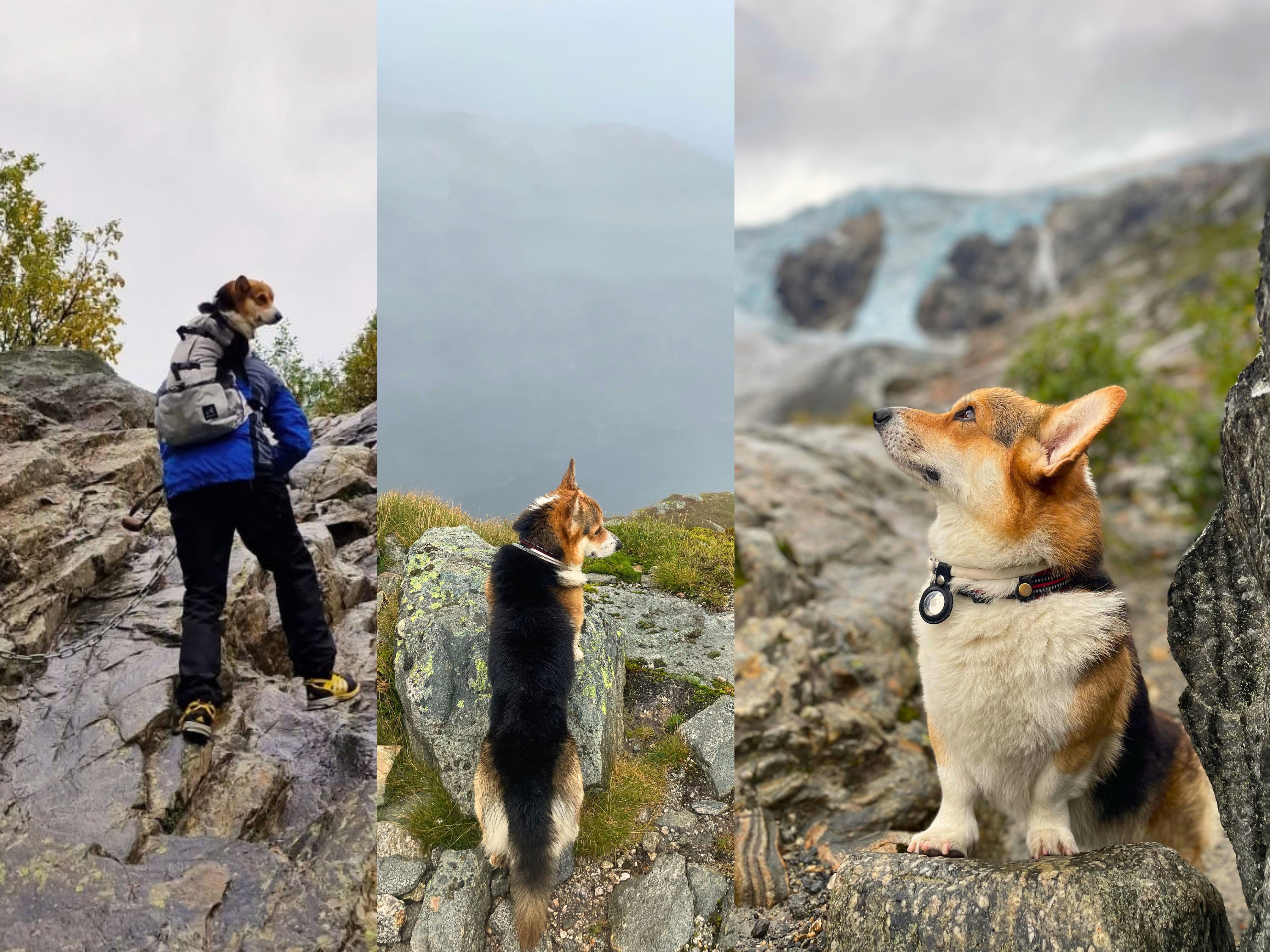 Corgi Koda beim wandern in Norwegen in drei verschiedenen Umgebungen.
