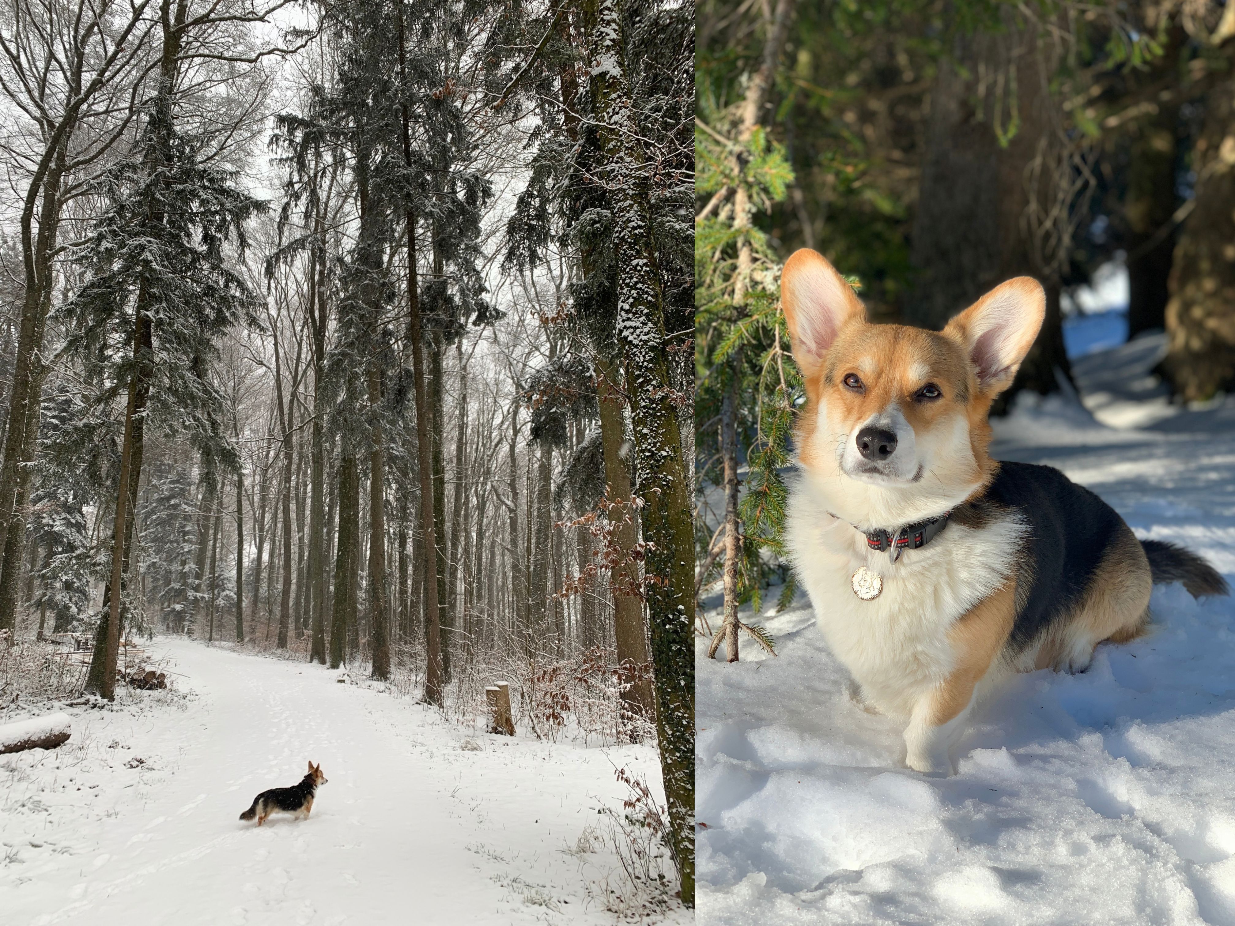 Corgi Koda im umgeben von Schnee im Wald am genießen.
