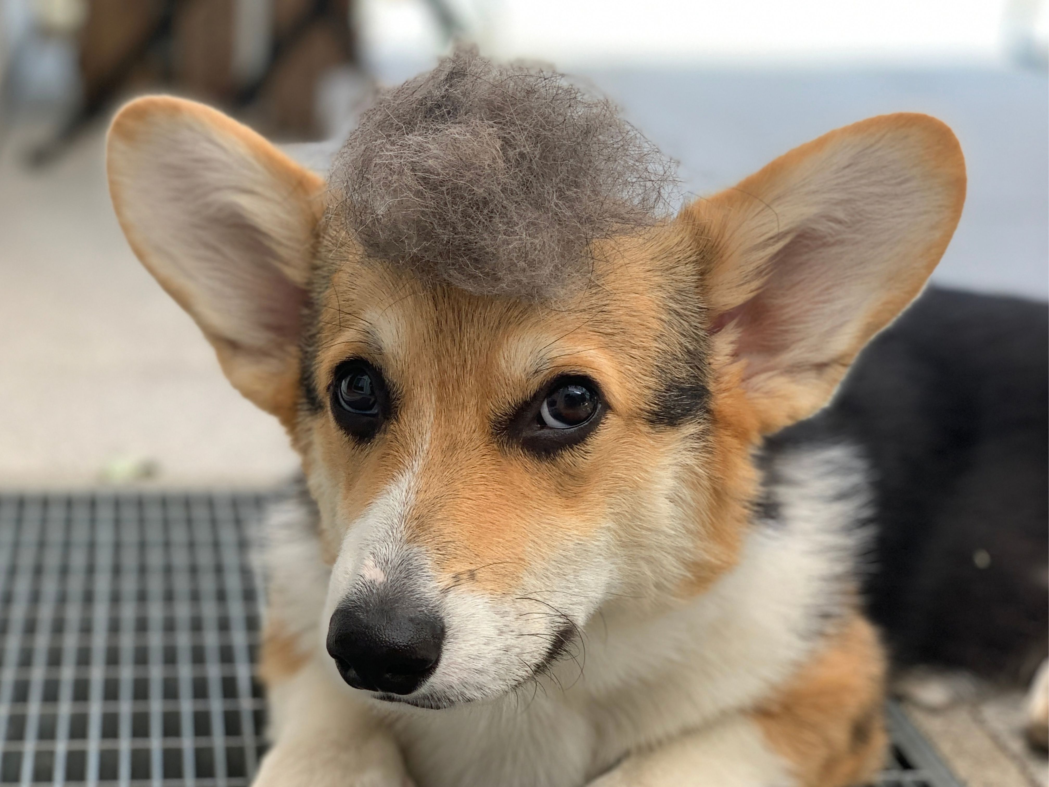 Corgi Koda als Welpe mit einem Fellbüschel auf dem Kopf, welcher beim Bürsten entstanden ist.