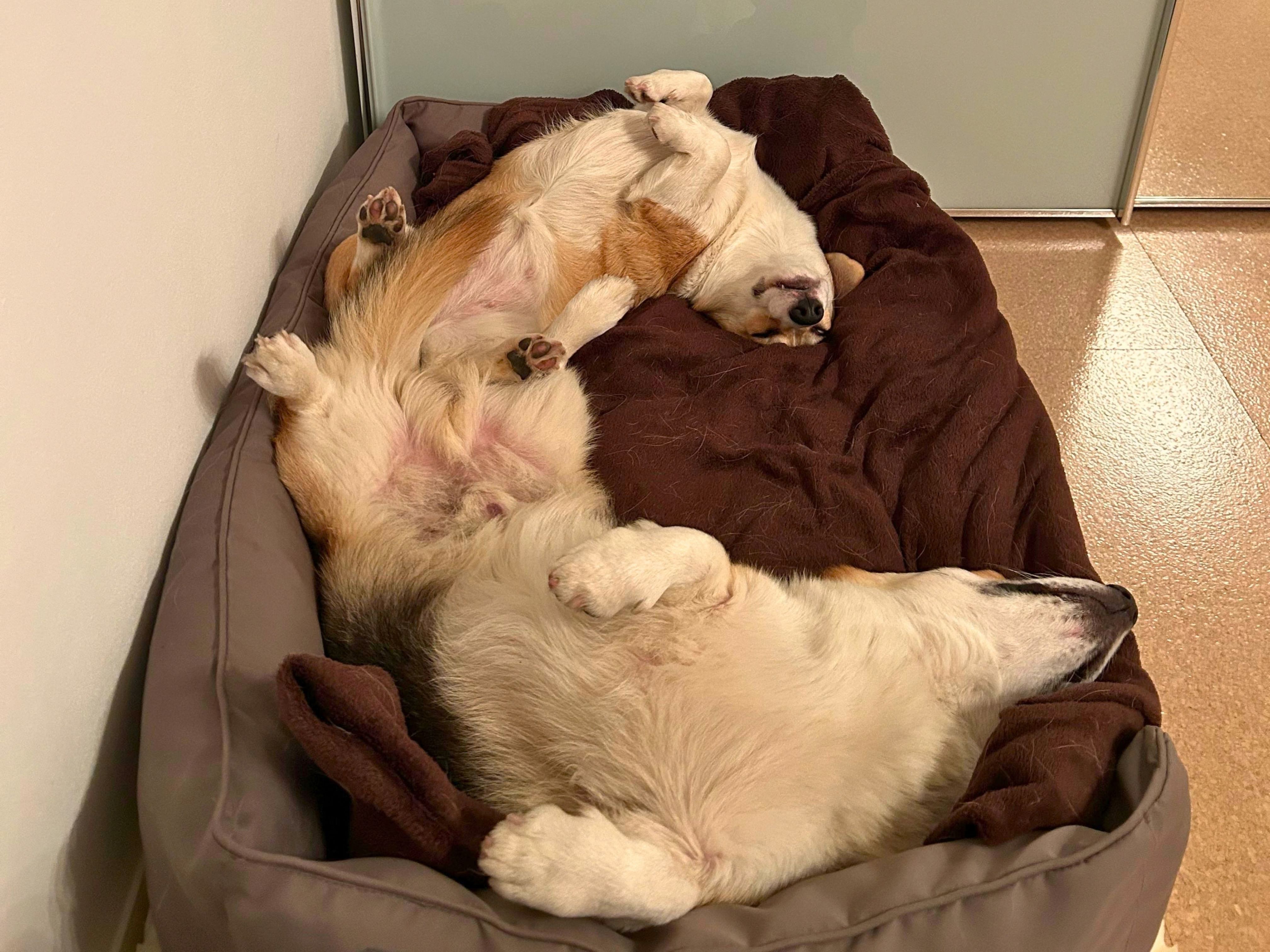 Corgi Koda und Coco am Schlafen in einem gemeinsamen Bett in einer wild verdrehten Position.