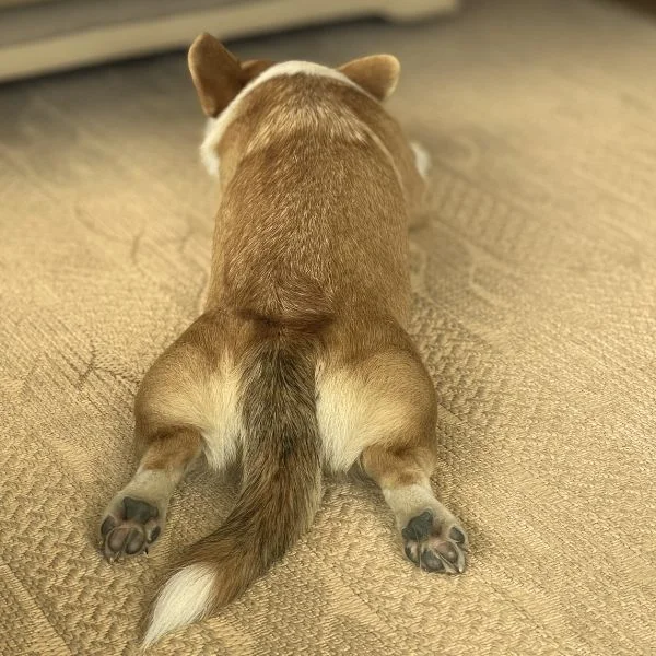 Passt ein Welsh Corgi Pembroke zu mir? Charakter, Haltung & ehrliche Erfahrungen