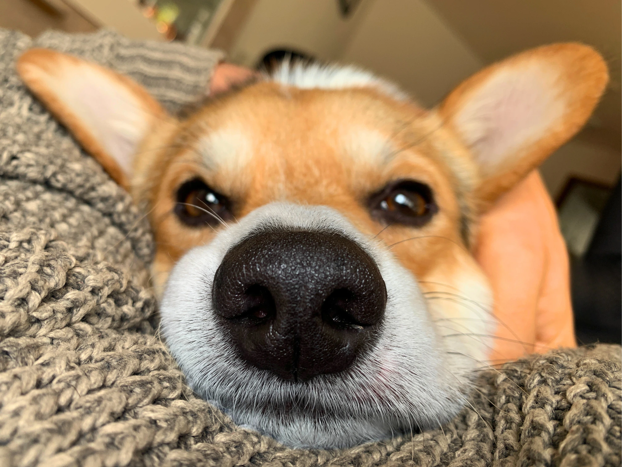 Zwei Corgis auf einem Weg