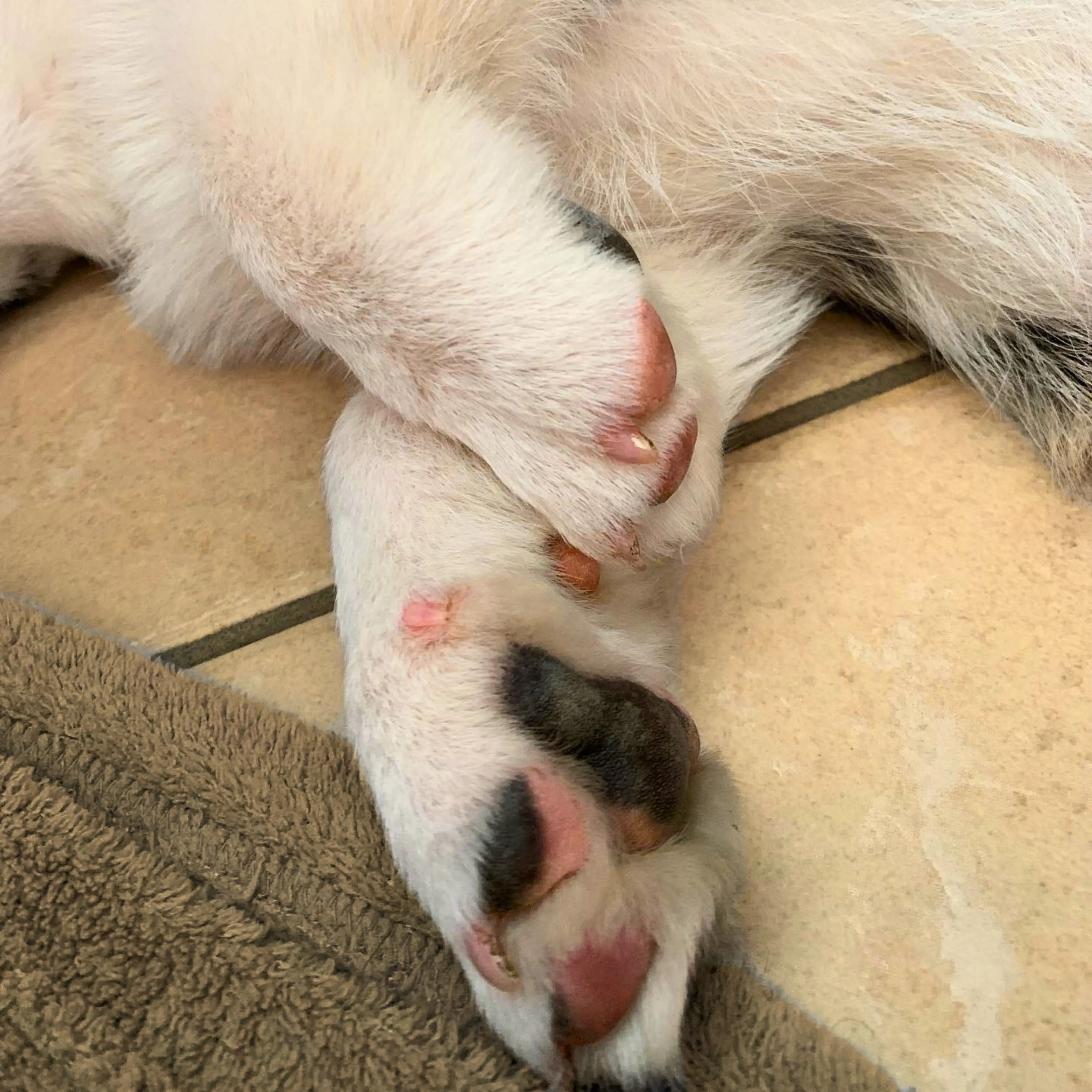 Corgis in liebevoller Umgebung